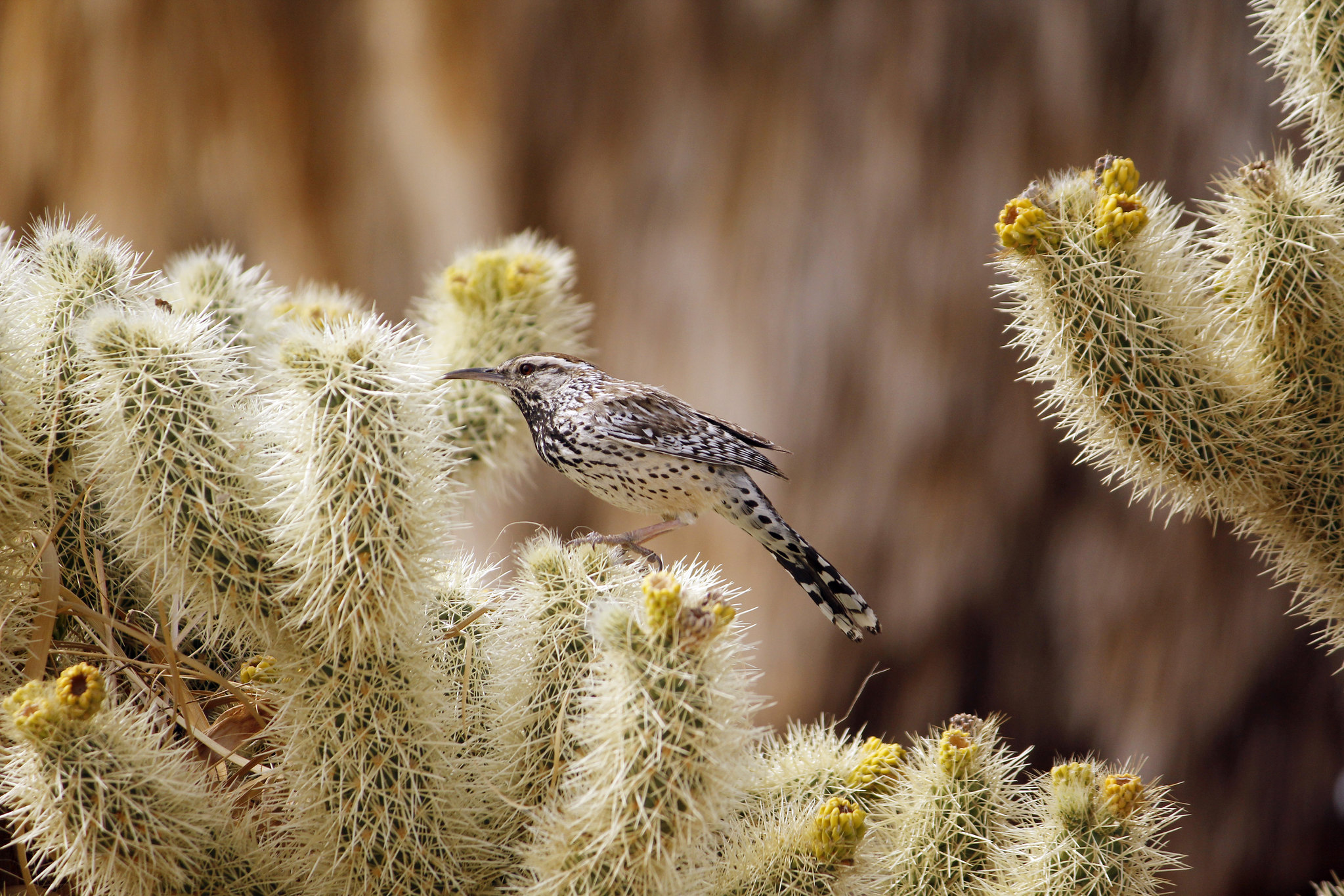 A cactus wren