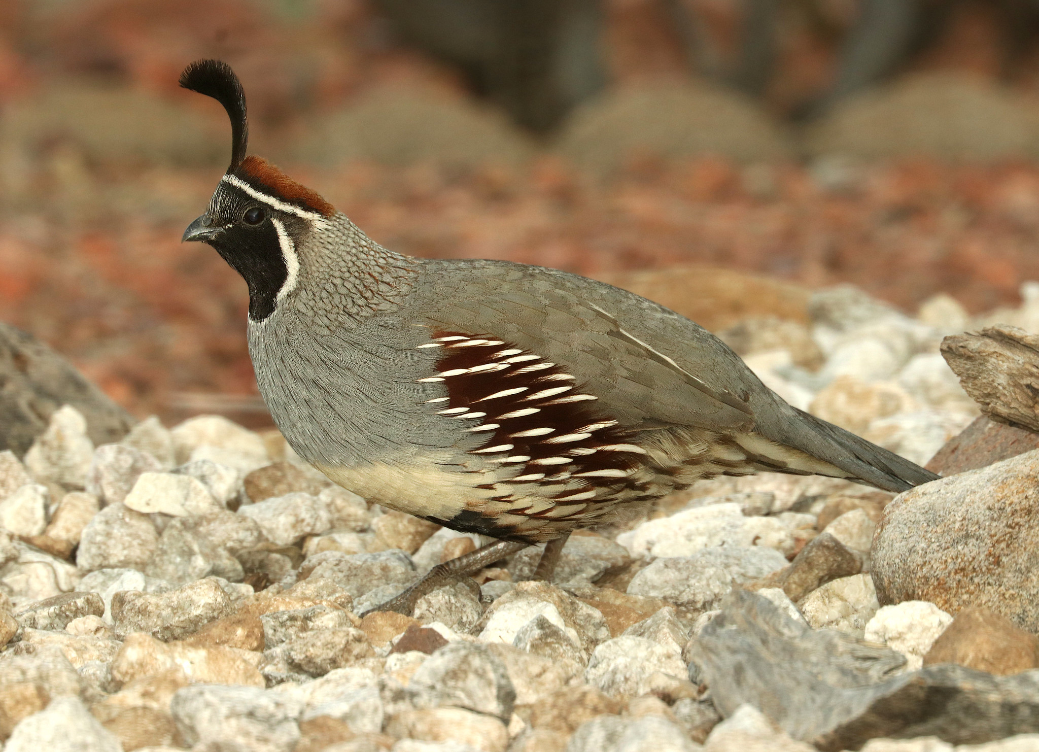 A Gambel's quail