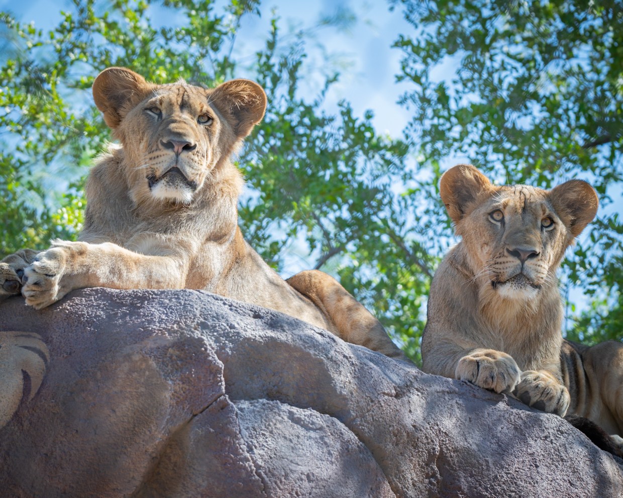 Phoenix Zoo lion cubs are all grown up and leaving Arizona