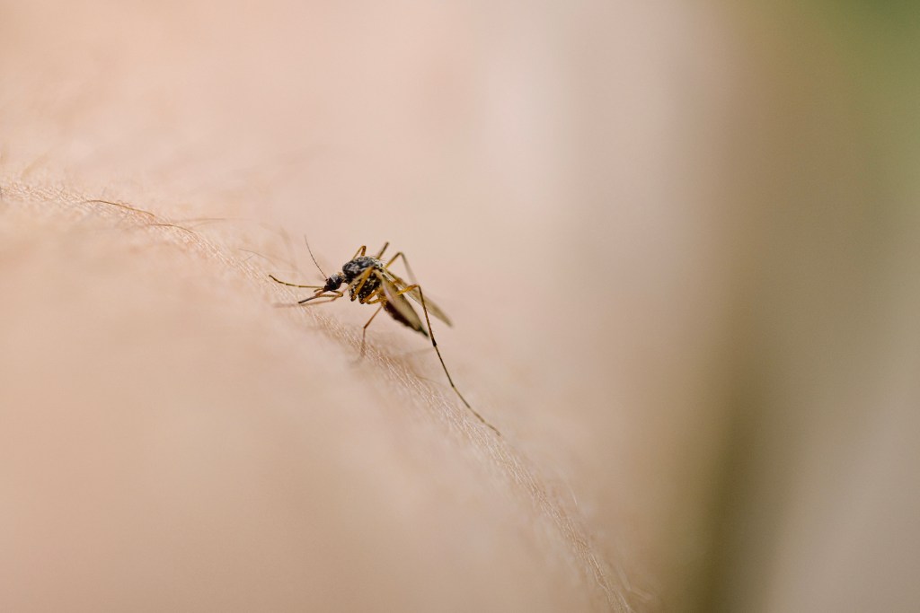 a mosquito biting someone's skin