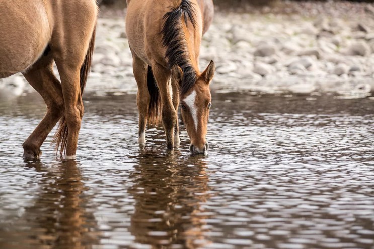 a horse drinks from a river