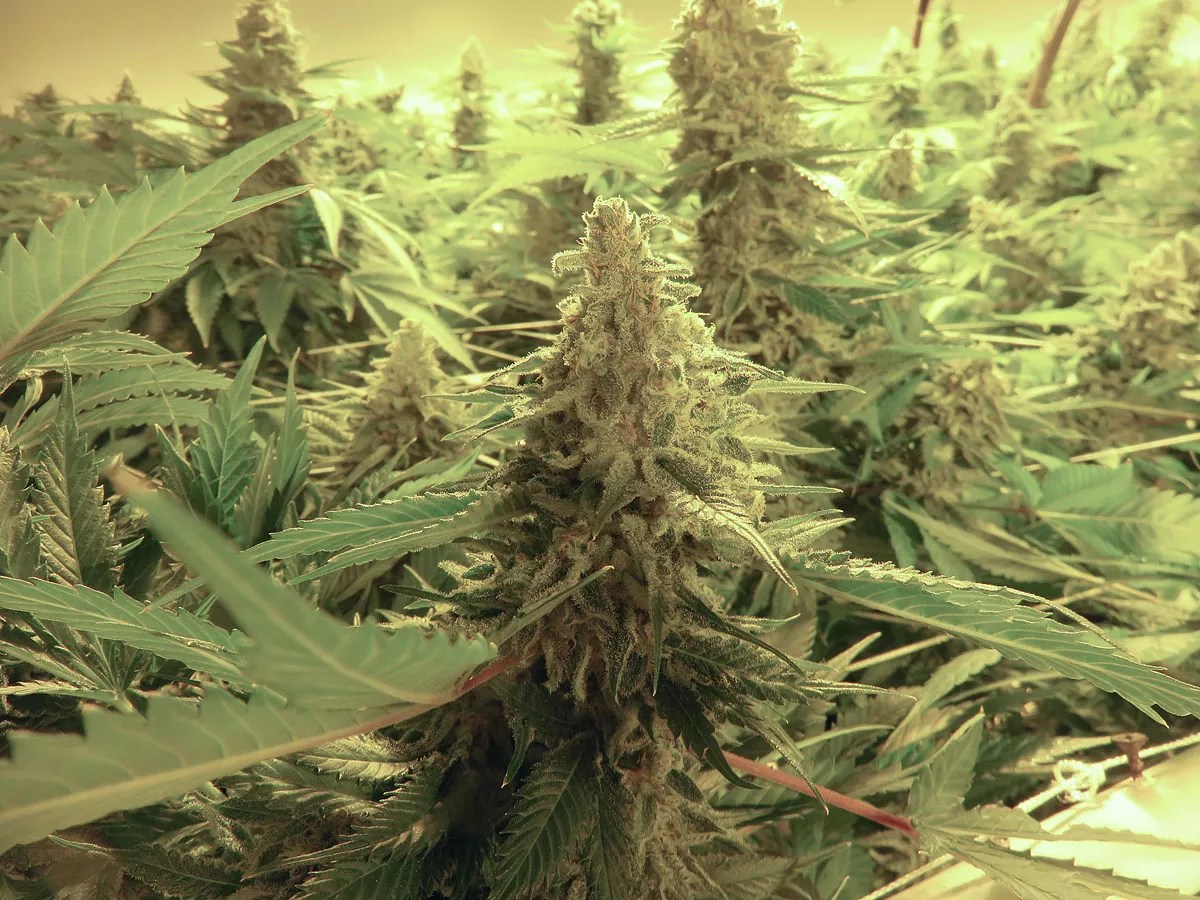 Medical-Marijuana Firms Blowing Off Maricopa County Assessor’s Tax Warning