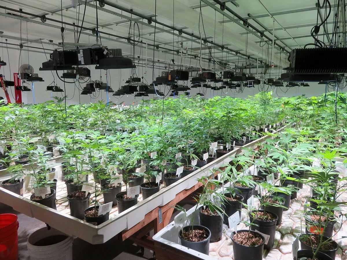 State Should Ease Rules on Medical Marijuana Exams and Deliveries, Advocates Say