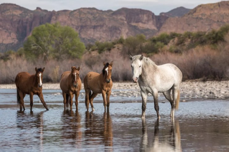 wild horses in a river
