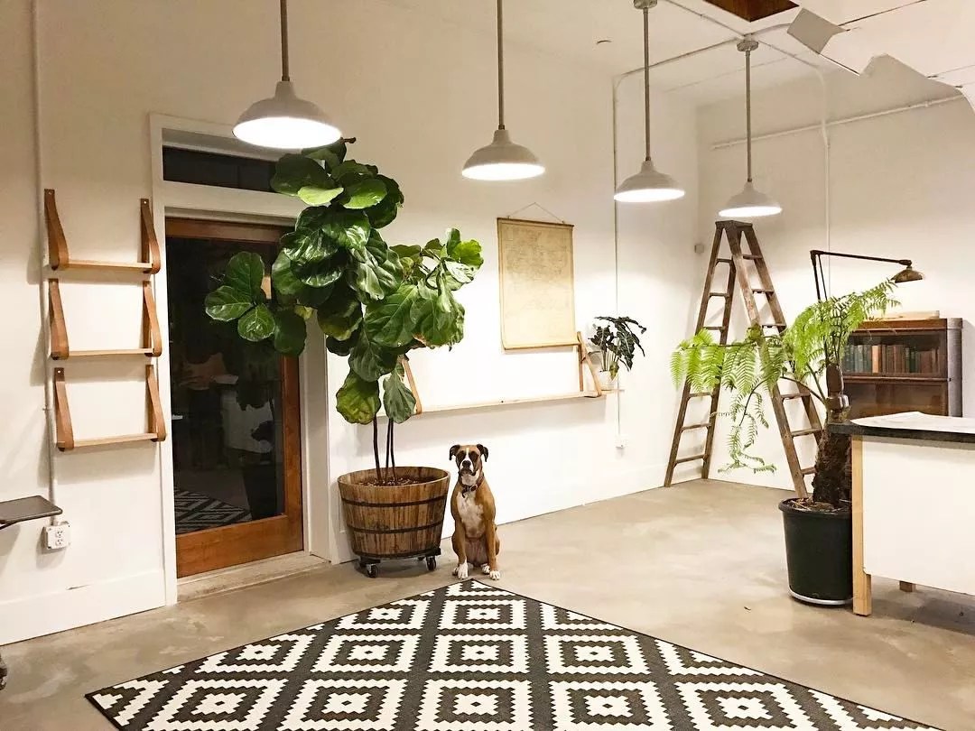 Here’s Your First Look at The Bosque Plant Shop in Phoenix’s Garfield Neighborhood