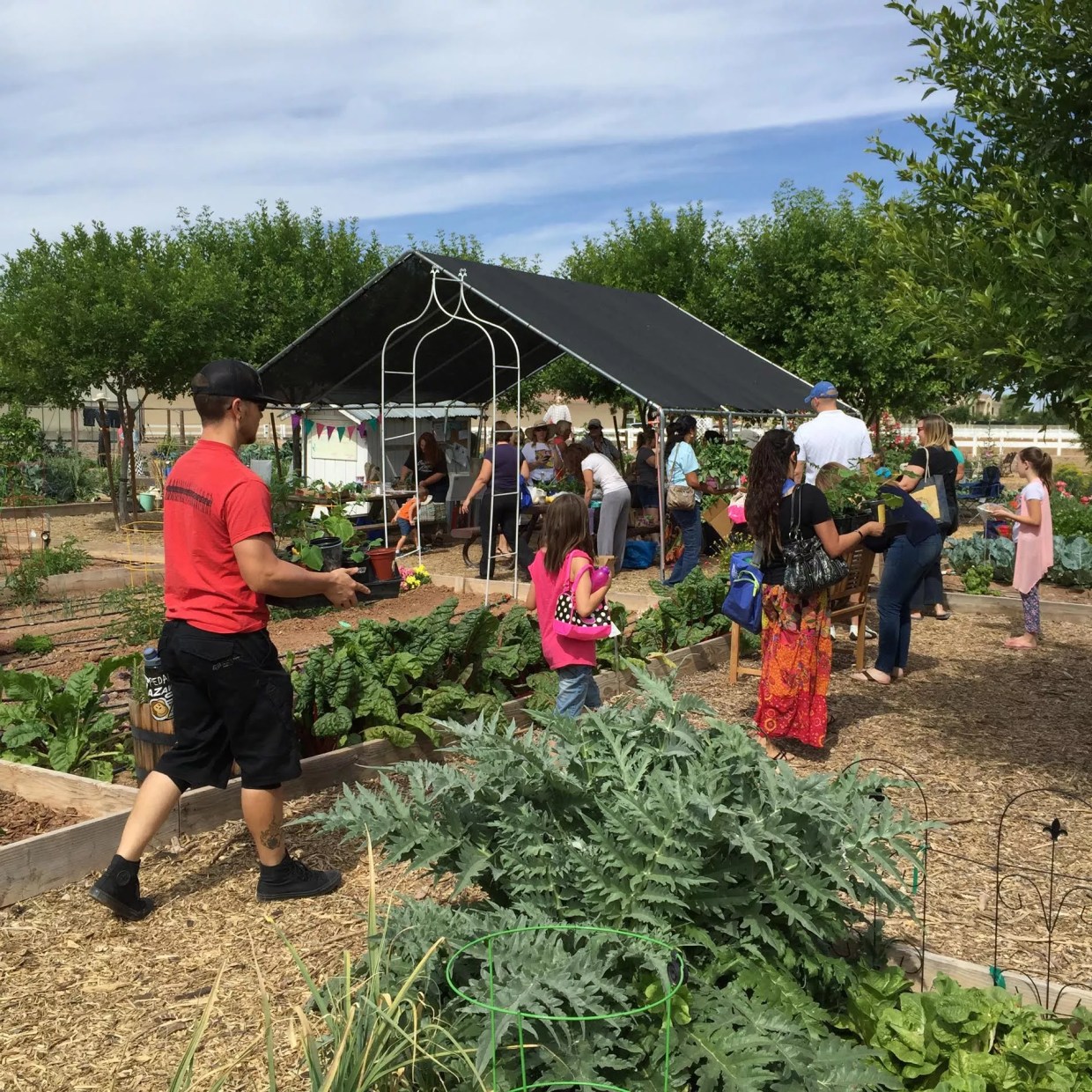 Asian and Indian Seeds for Sale This Saturday at Agritopia in Gilbert