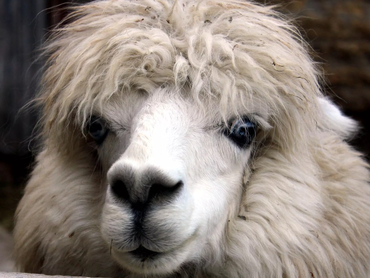 Alpaca Industry Brays Over Jeff Flake’s Report, Says It’s Not Fleecing Tax System