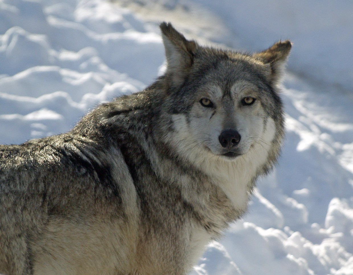 Congress Huffs, Puffs, and Now Wants Genetic Tests for the Big, Bad Mexican Wolves