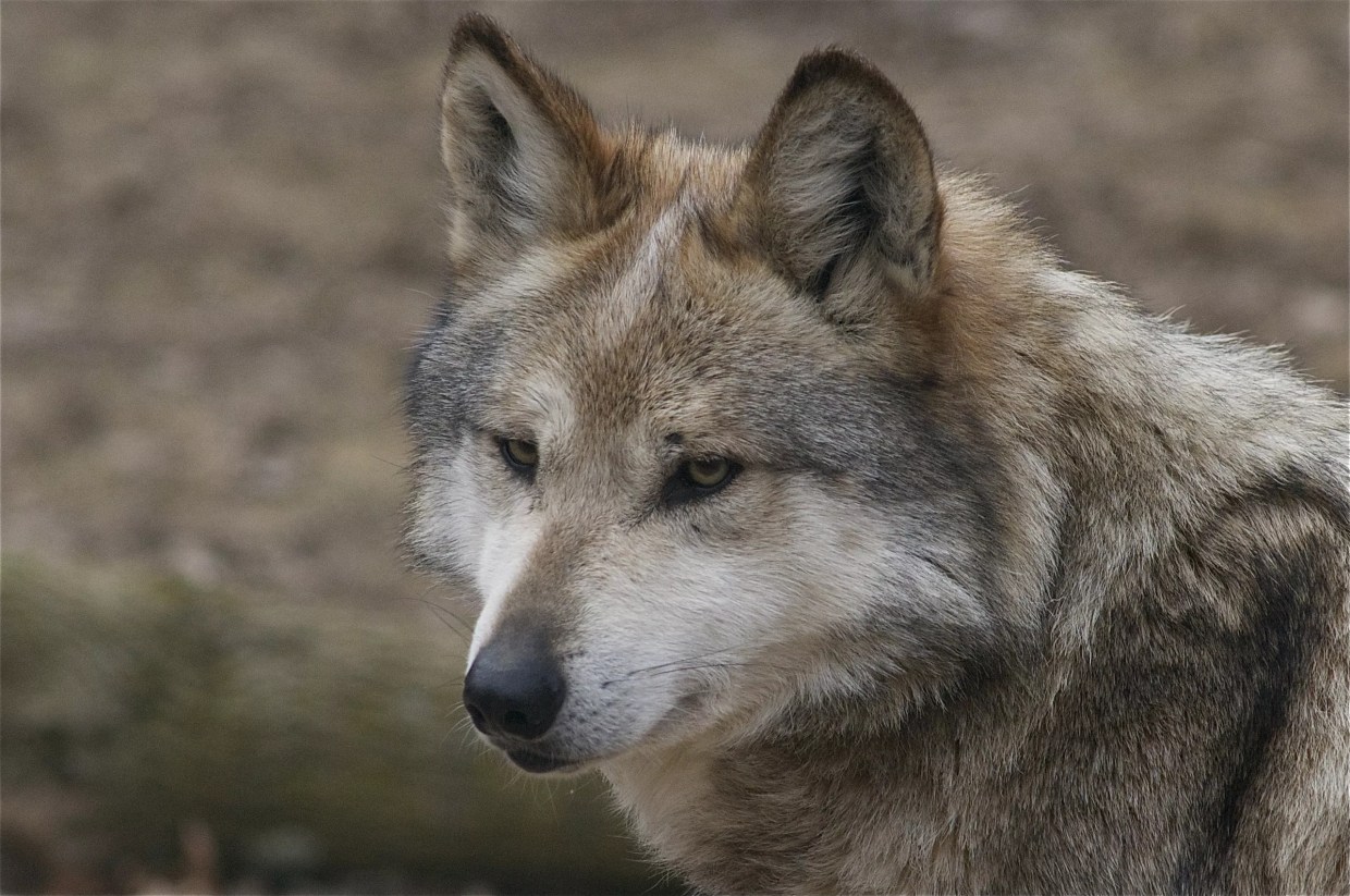 The Death of ‘Phoenix:’ How an  Endangered Mexican Wolf Met Her Demise