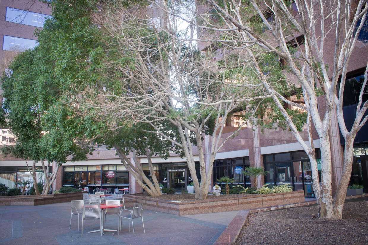 Public Throws Shade at Chopping Down Trees in Renaissance Square