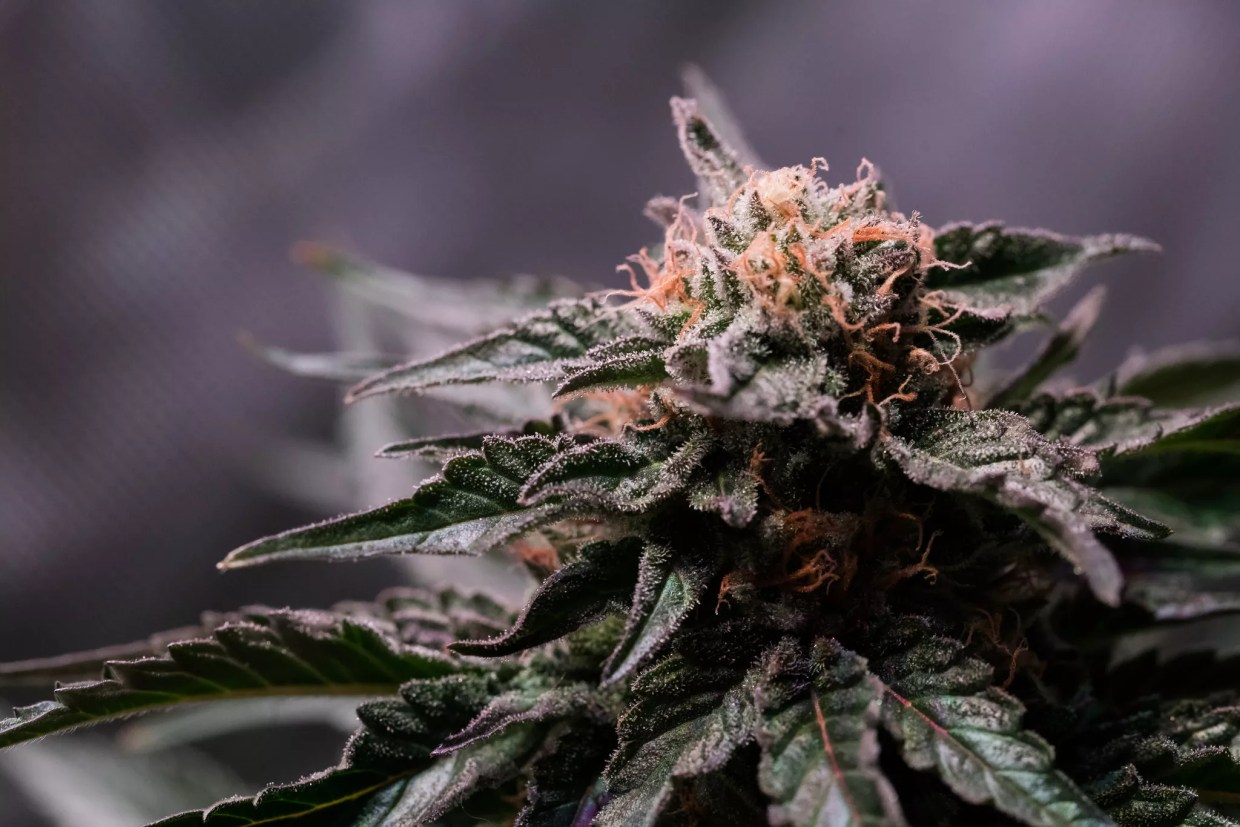 Arizona Legislature Ready to Approve Using Medical Marijuana to Treat Opioid Abuse