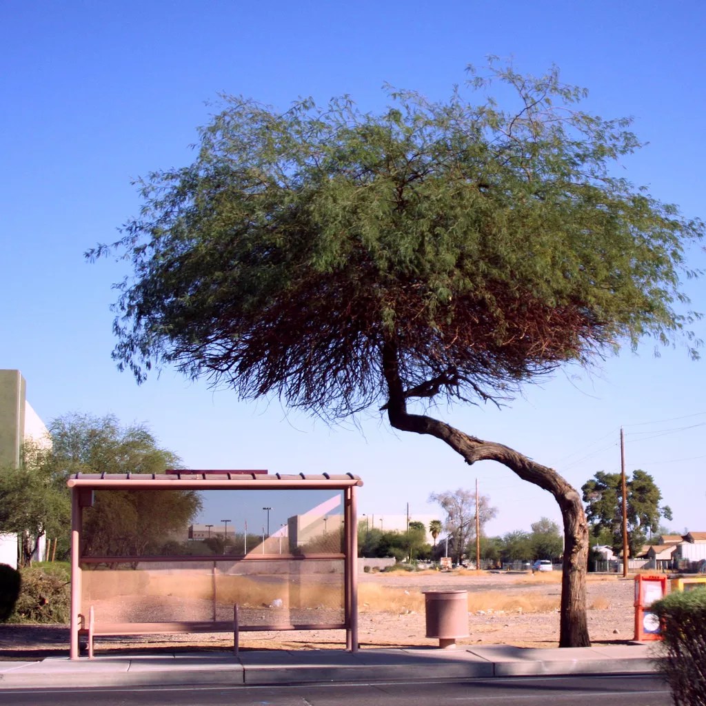 If a Tree Is Felled in Phoenix, Will the City Council React?