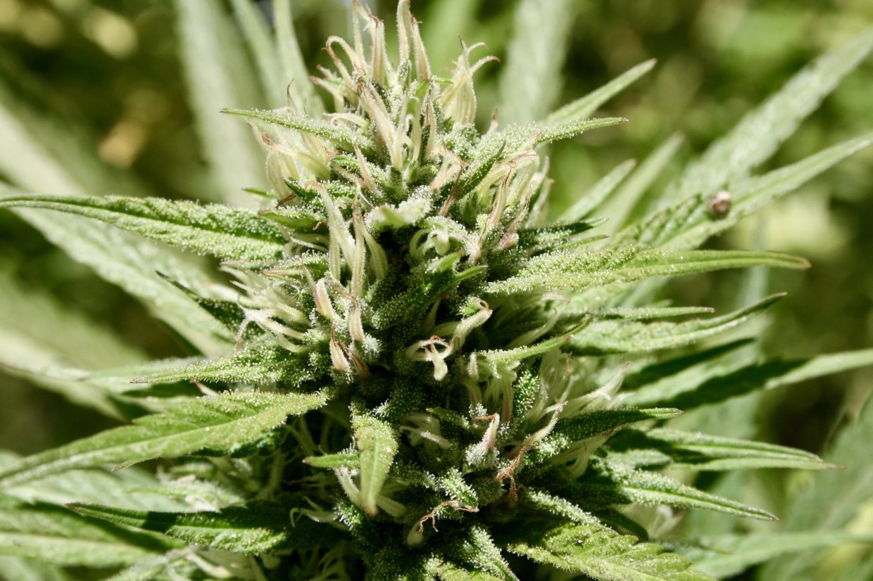 Judge Rebukes Arizona Walmart for Firing Employee With Medical-Marijuana Card