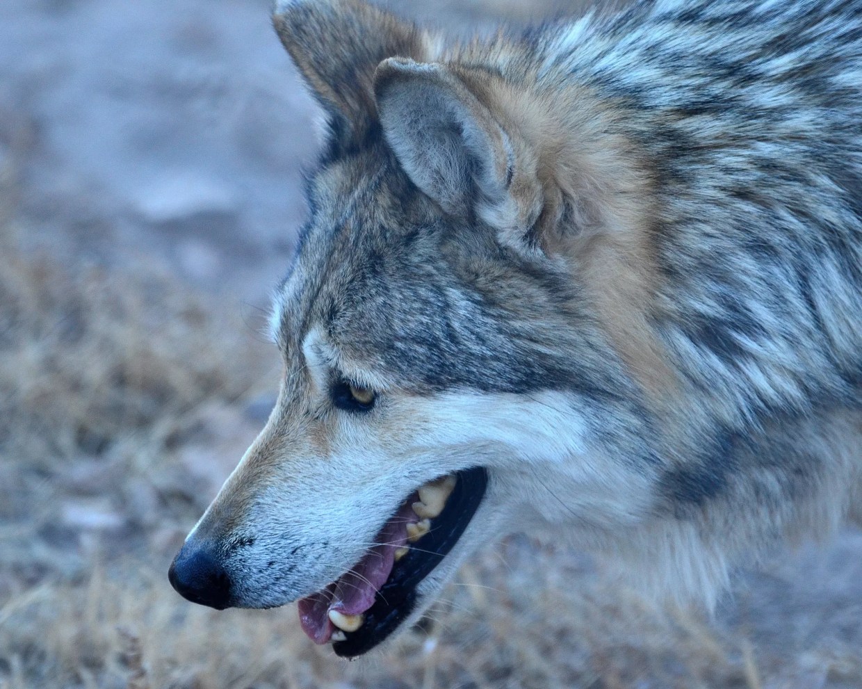 Phoenix-Area Men Charged With Killing Endangered Mexican Gray Wolf