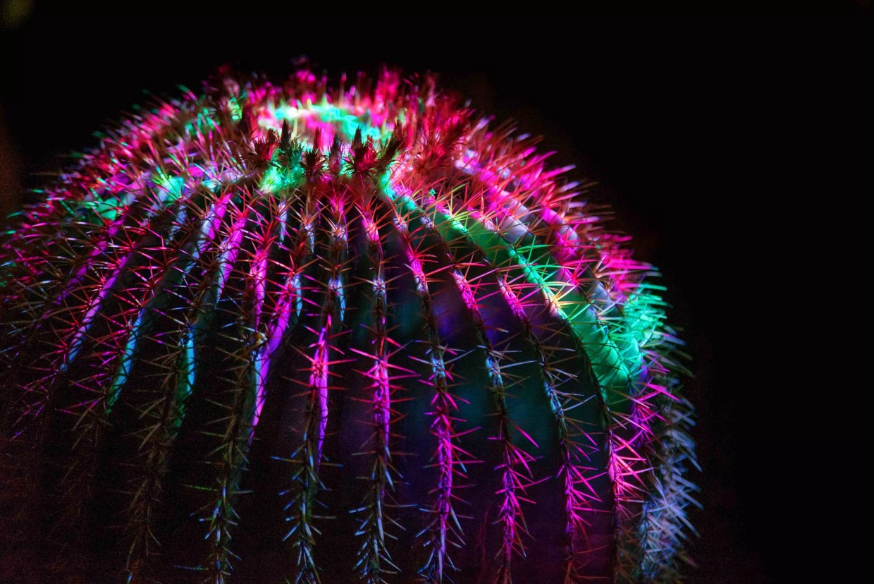 Need Valentine’s Day Plans? 10 Romantic Date Ideas in Phoenix