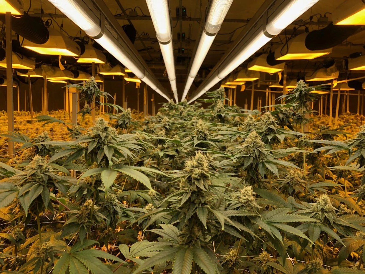 Making Pot Green Again: Environment and Economics Clash in the Cannabis Industry