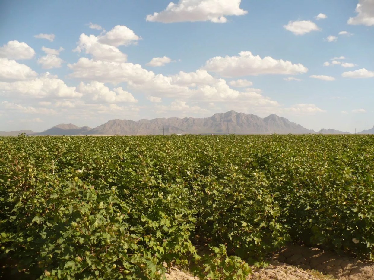 District-Funded Study Says Farming Contributes $2.3 Billion to Pinal County