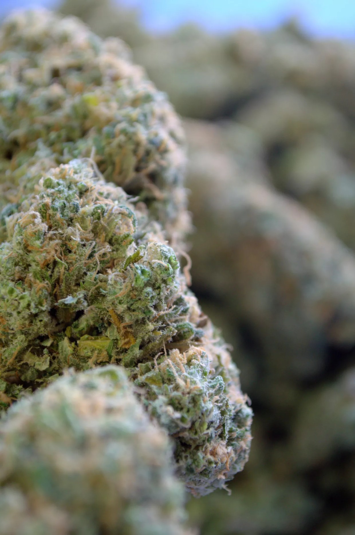 Caught With Three Grams of Weed, a Chandler Father Becomes a Statistic