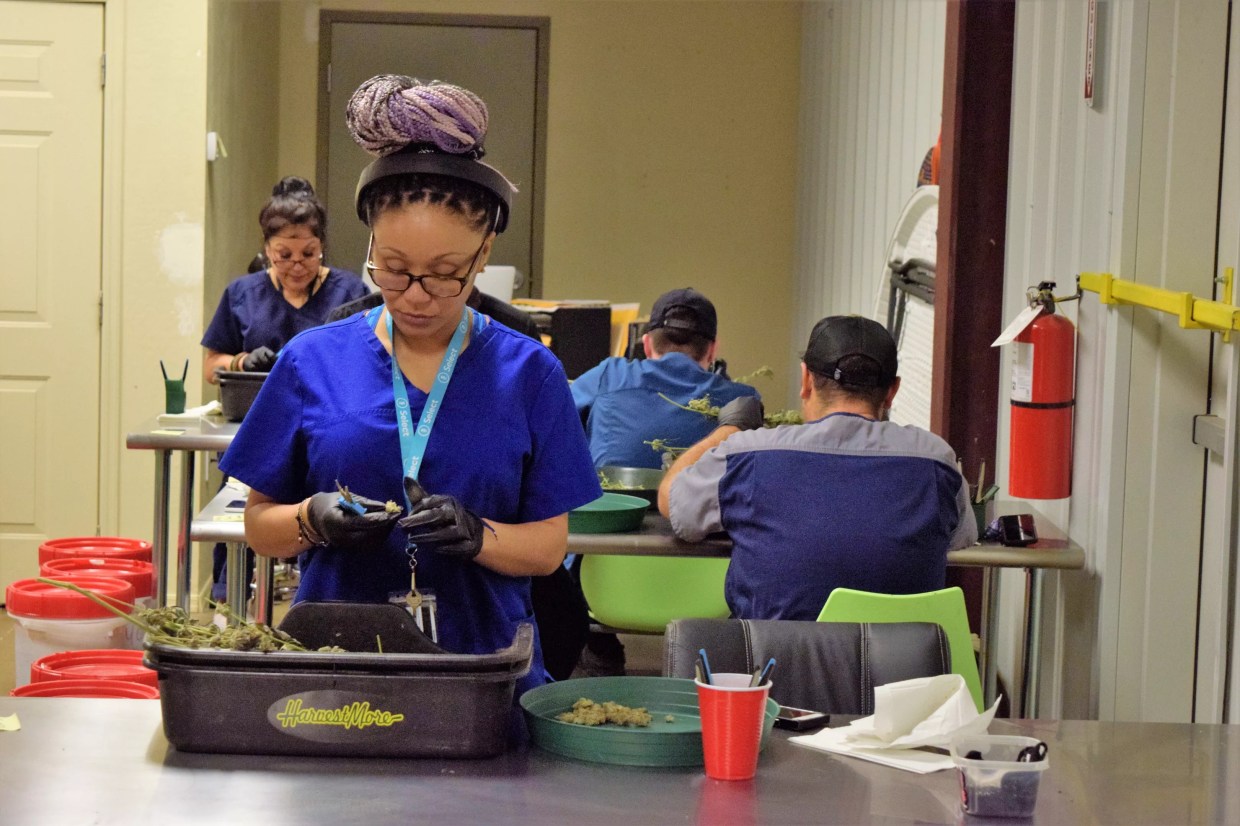 Inside Item 9: Casa Grande Medical-Marijuana Grow Facility Goes for Max Effect