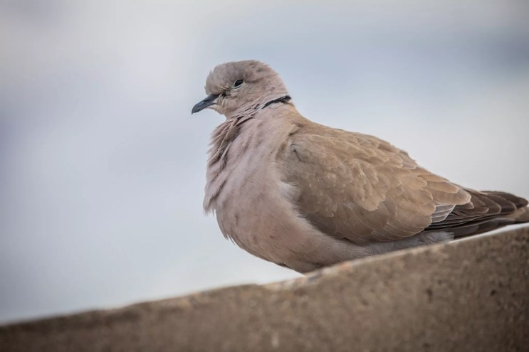 a pigeon