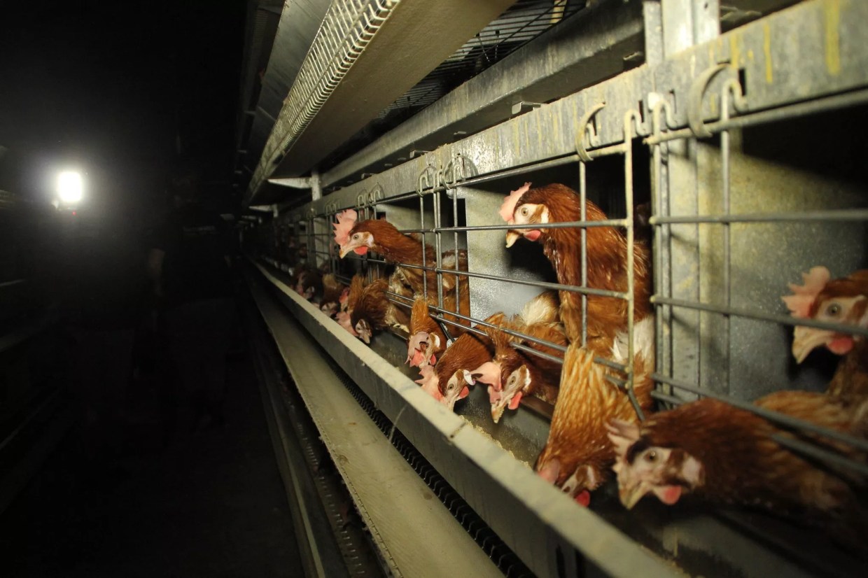 Spurred by Egg Industry, Arizona Weighs a Ban on Caged Hens