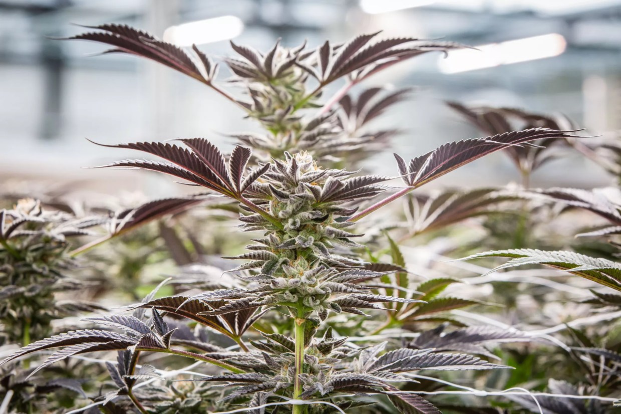 Marijuana Legalization Plan in Arizona Is Polling Surprisingly High