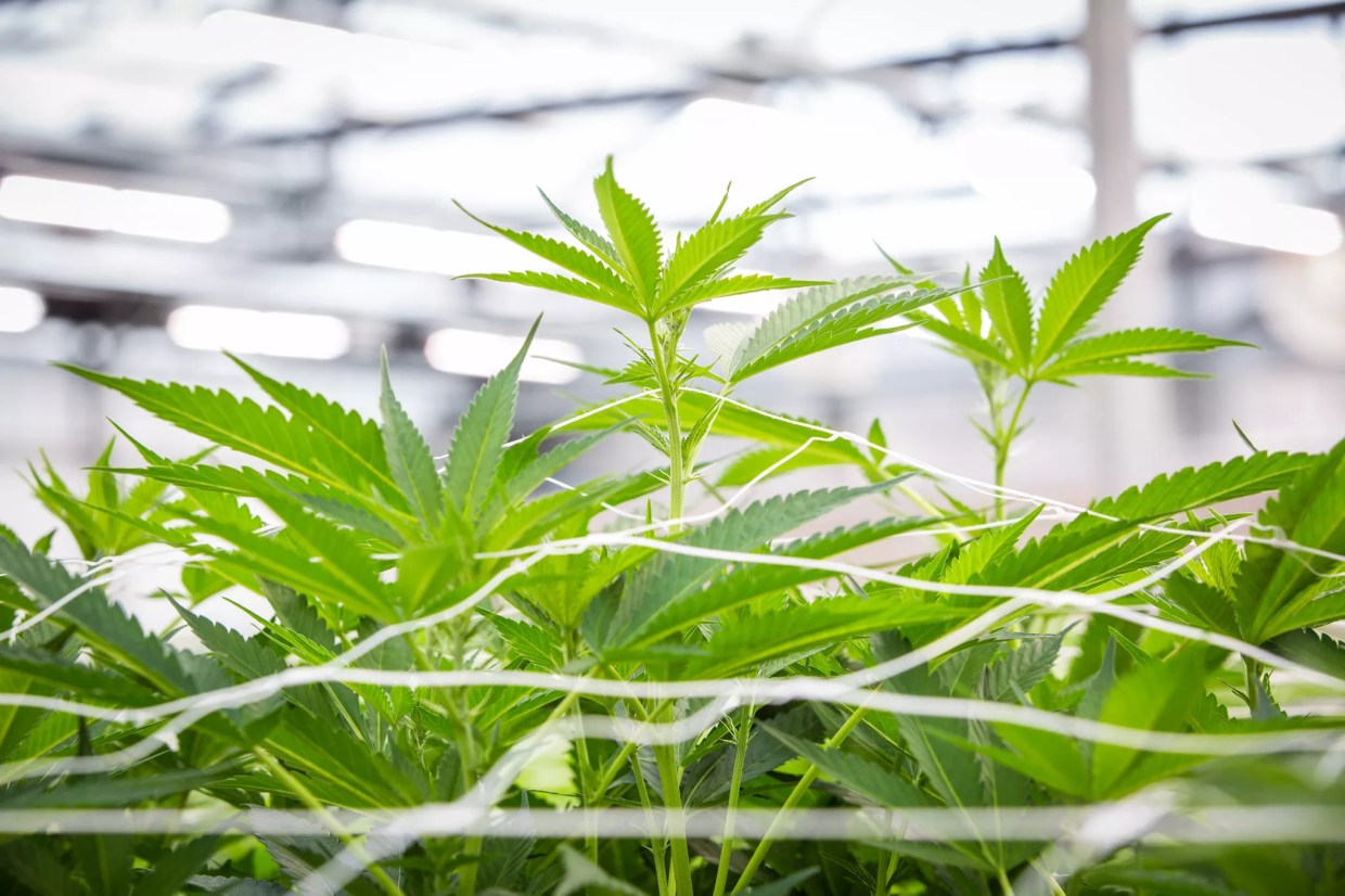 Cannabis Companies Struggle to Survive the Coronavirus