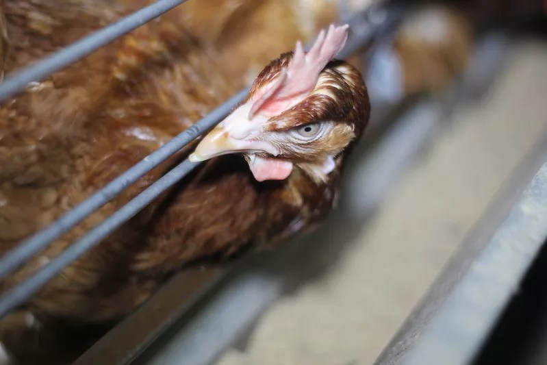 Arizona House Passes Industry-Backed Bill Mandating Cage-Free Eggs