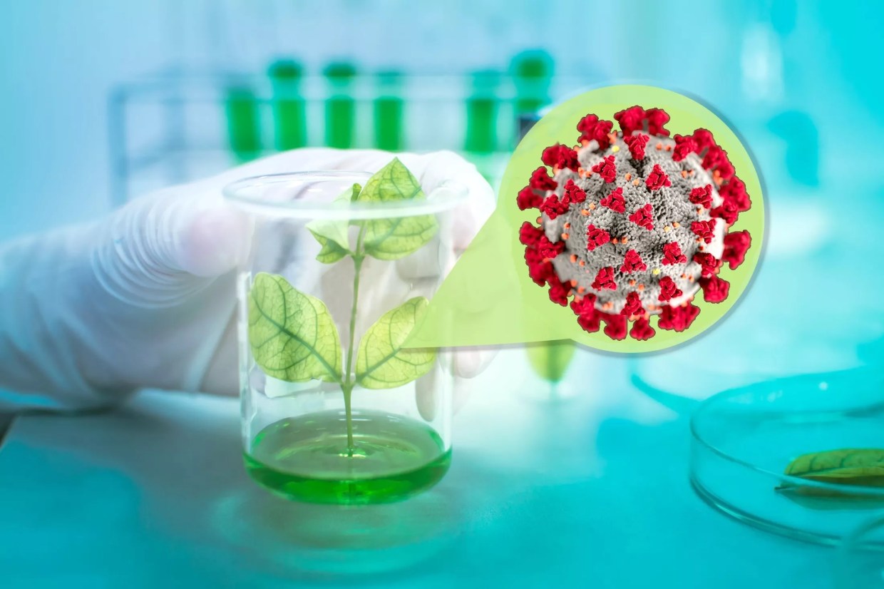 The Arizona Researchers Chasing Herbal COVID-19 Treatments