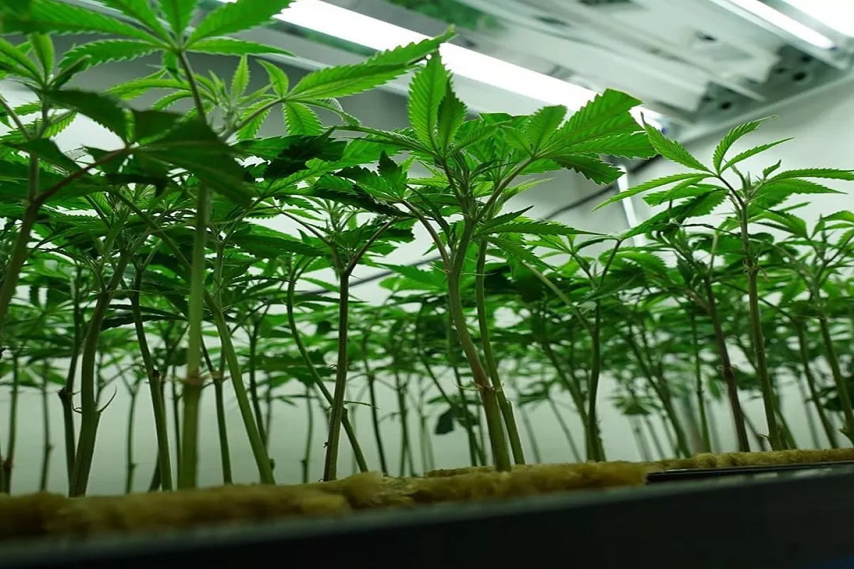 Arizona Dispensary Firm Gives Away Free Weed to Patients Having Hard Times