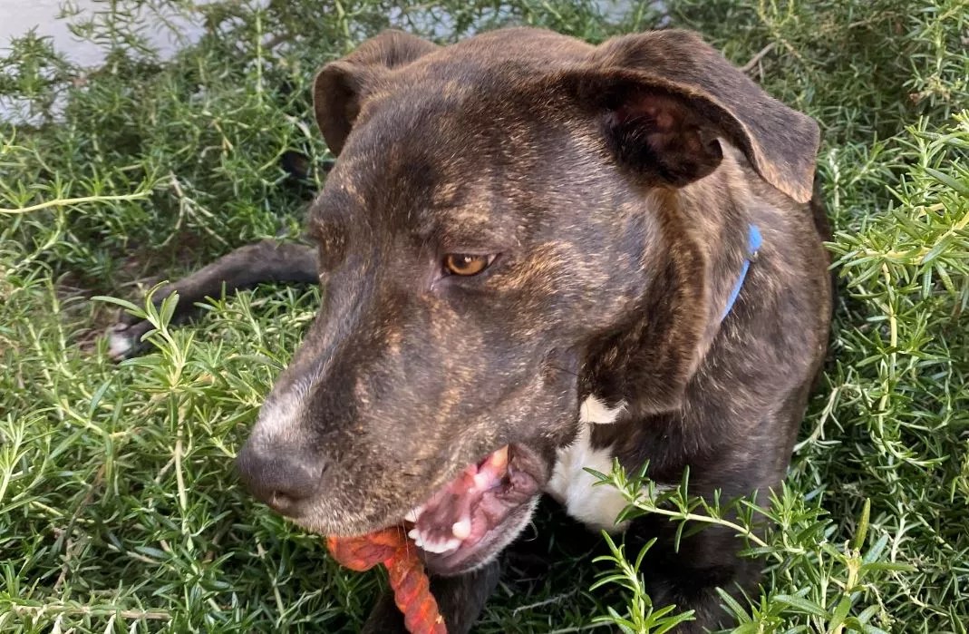 ‘The Bottom Line Is COVID Has Been Very Good for Dog Adoptions’