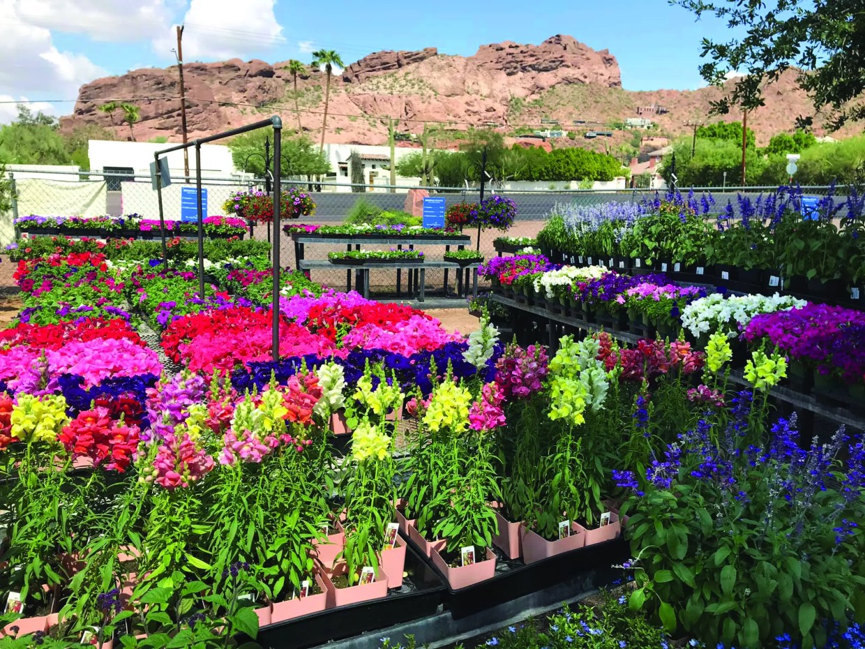 Shop Local to Upgrade Your Backyard This Summer