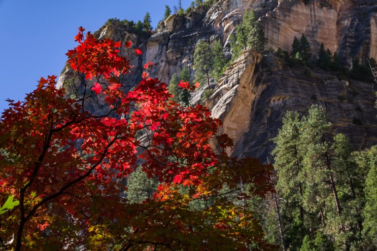 a tree with red leaves in front of a southwestern mountain