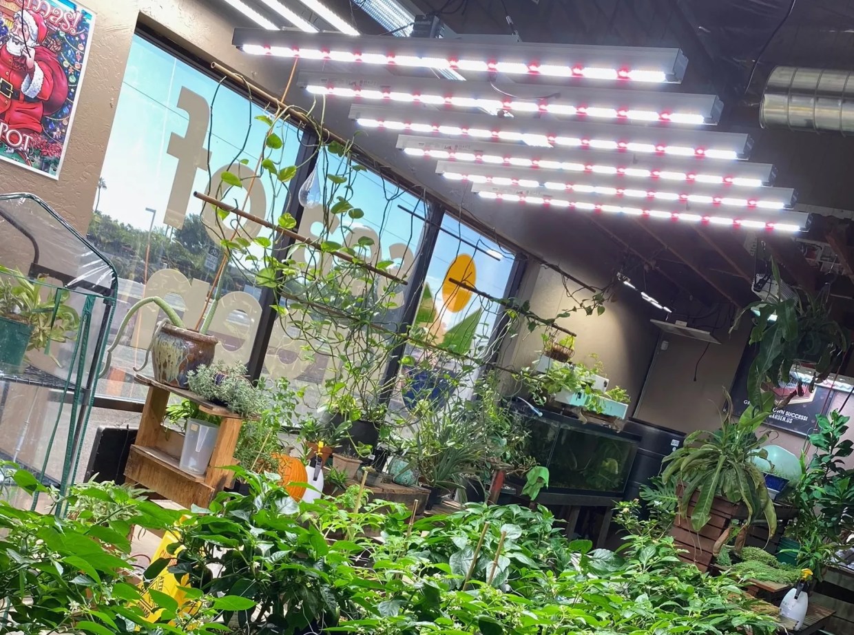 Where to Buy Marijuana Growing Supplies in the Phoenix Area