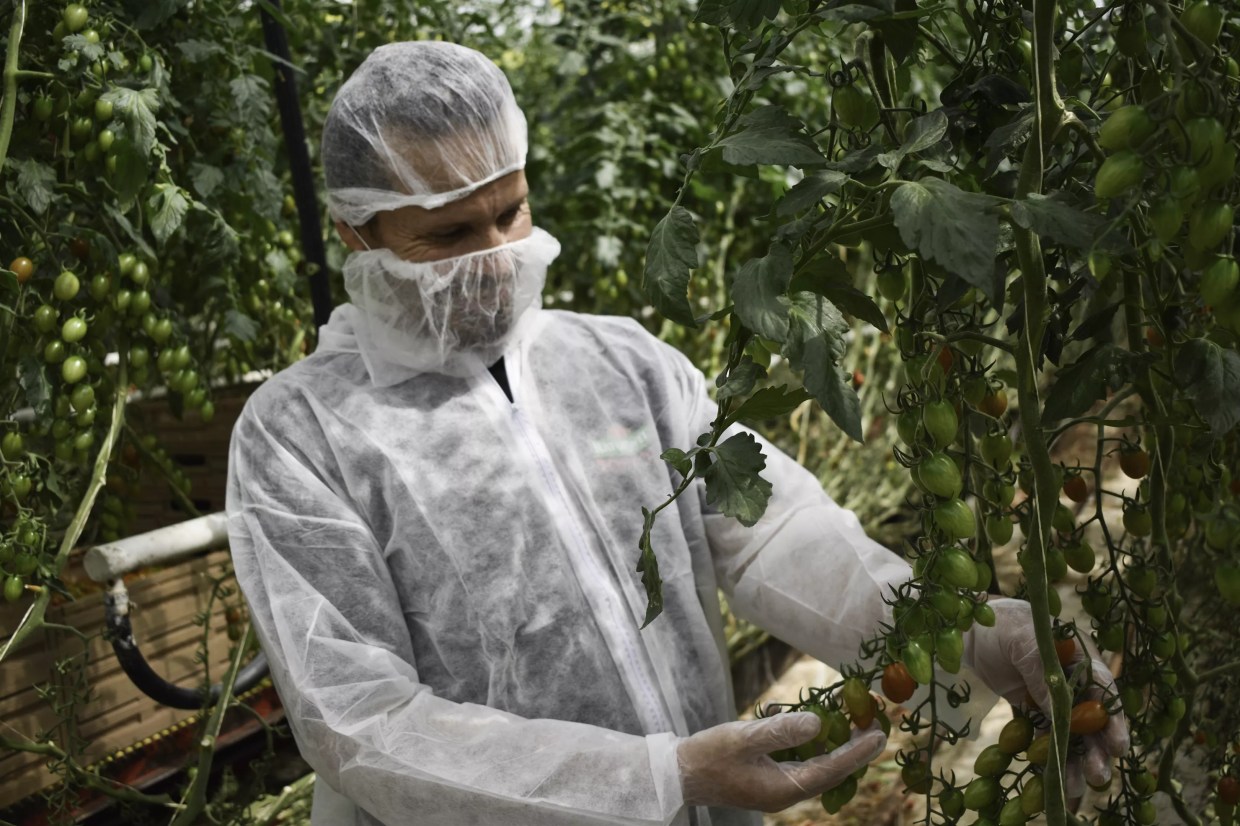 In Rural Arizona, a Fight Over a Marijuana Greenhouse Could Cost 200 Workers Their Jobs