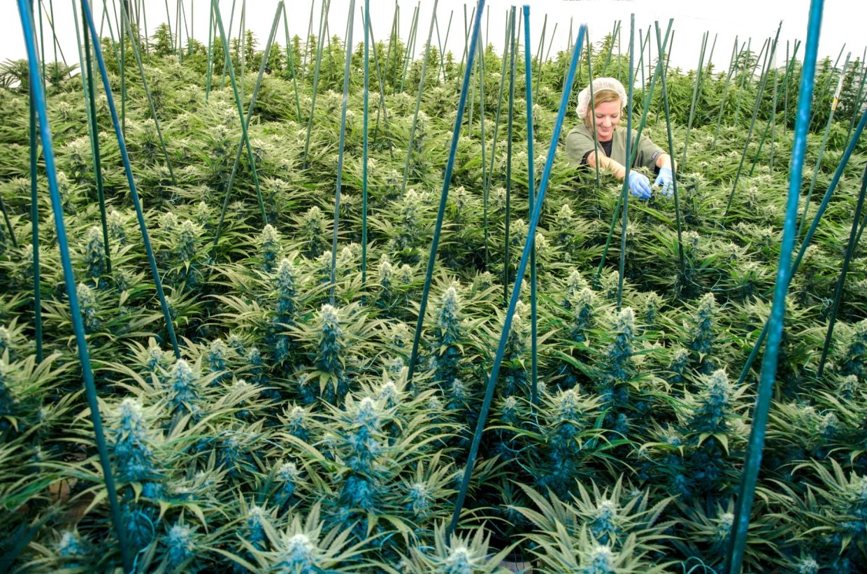 Could a Pima County Ruling Threaten Marijuana Expungements in Arizona?