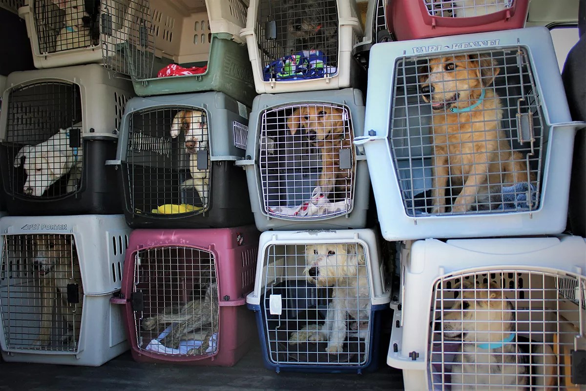 Against the Odds, a Mexico-to-Phoenix Dog Adoption Operation Is Thriving