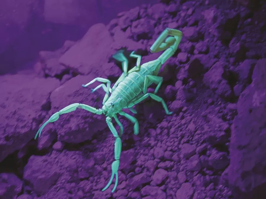 The Best Things to Do in Phoenix This Week