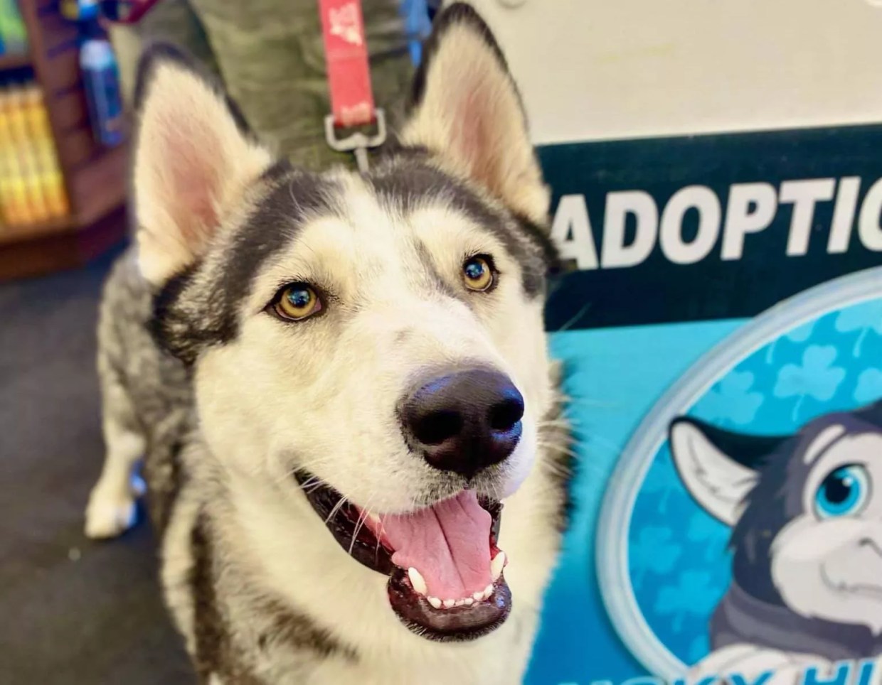 Four Free Things to Do This Week in Phoenix