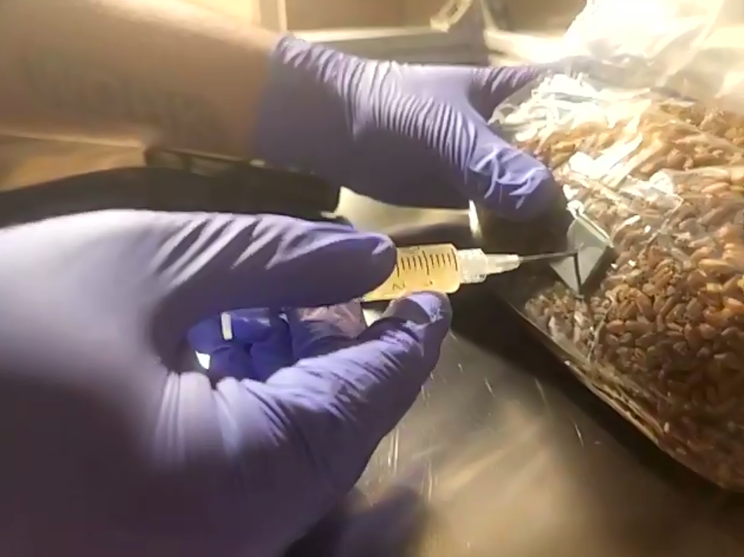 Local Mushroom Aficionados Share Knowledge to Grow Gourmet From Home