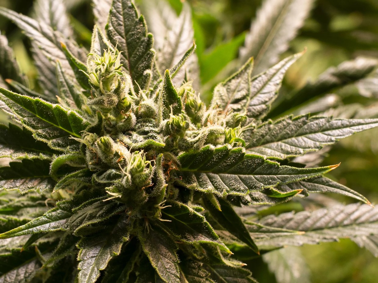 Cannabis ‘green cards’ could become cheaper, easier to get in Arizona