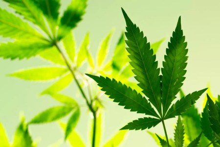 3 Arizona weed strains recalled for fungus and lead contamination