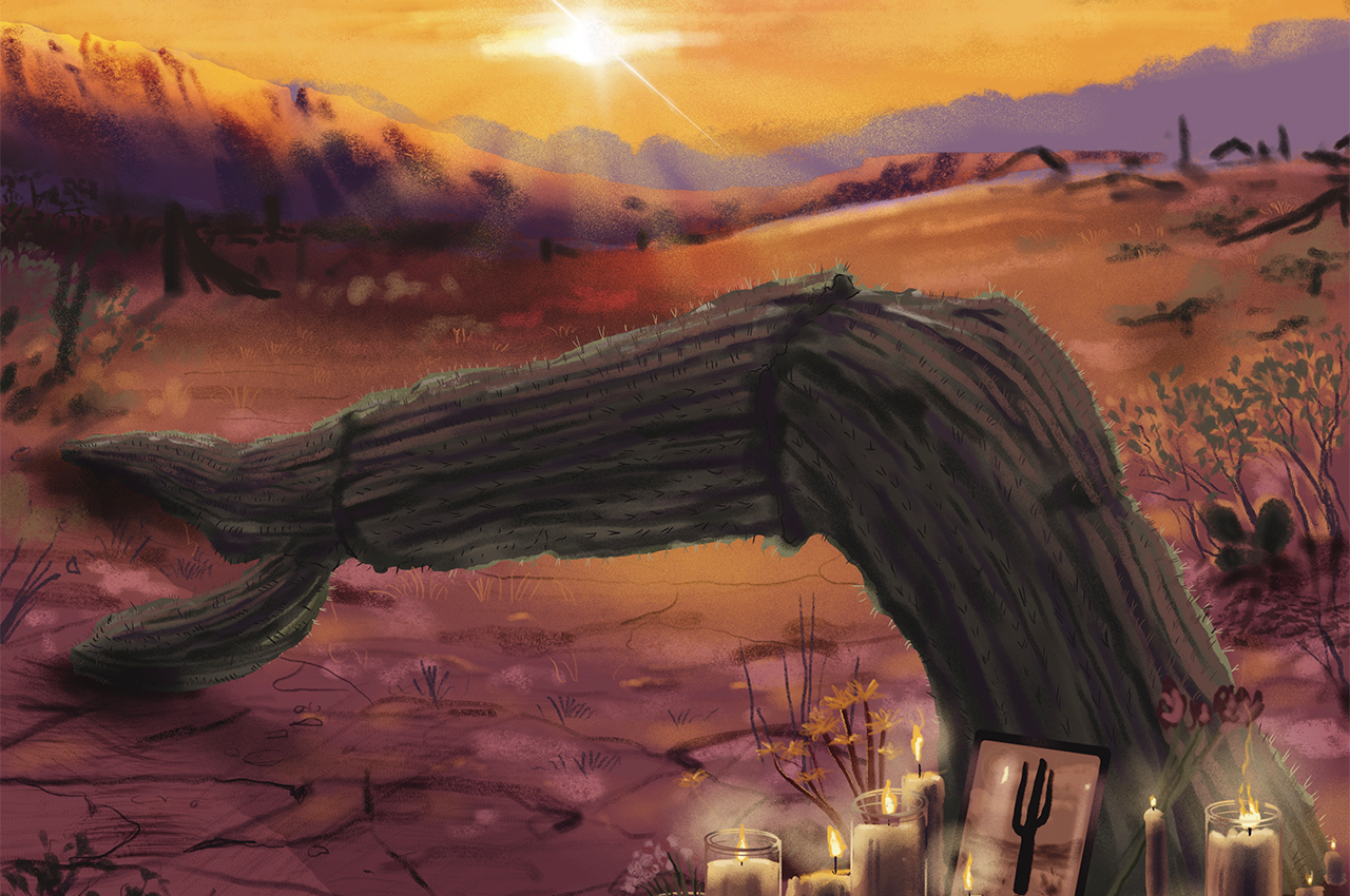 Saguaro cactus dying in the desert