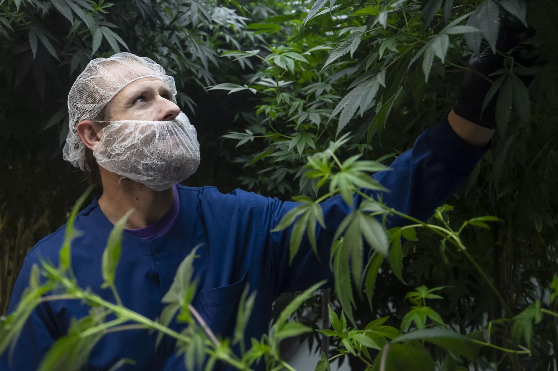 22Red cultivation manager Stephen Hess