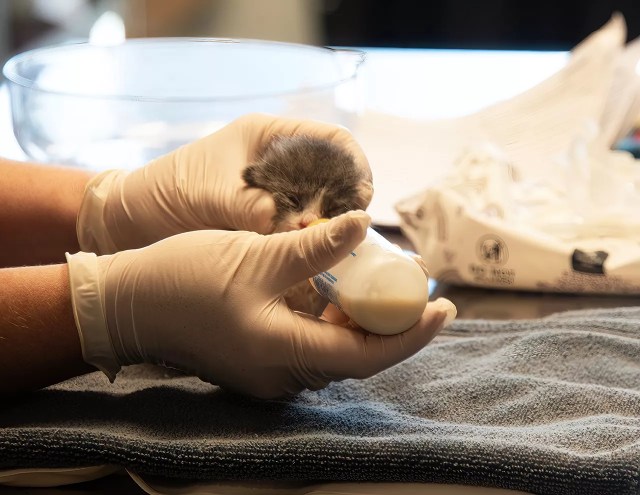 A tiny kitten receives formula