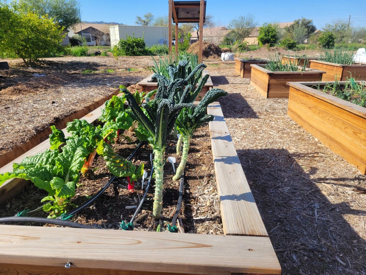 In former flower fields, next generation of farmers cultivates South Phoenix