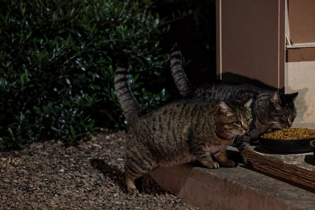 Meet the Phoenix animal lovers tending to feral cat colonies