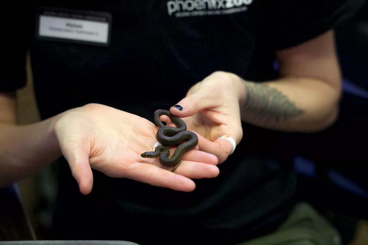 ‘A tangible difference’: Phoenix Zoo scientists work to save native species