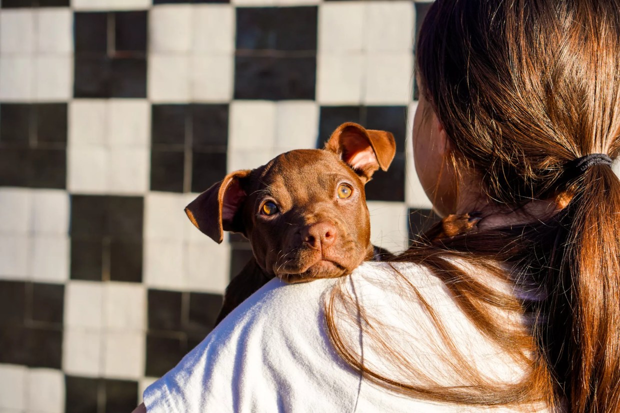 Take a look at the puppies and pies at Pizza to the Rescue