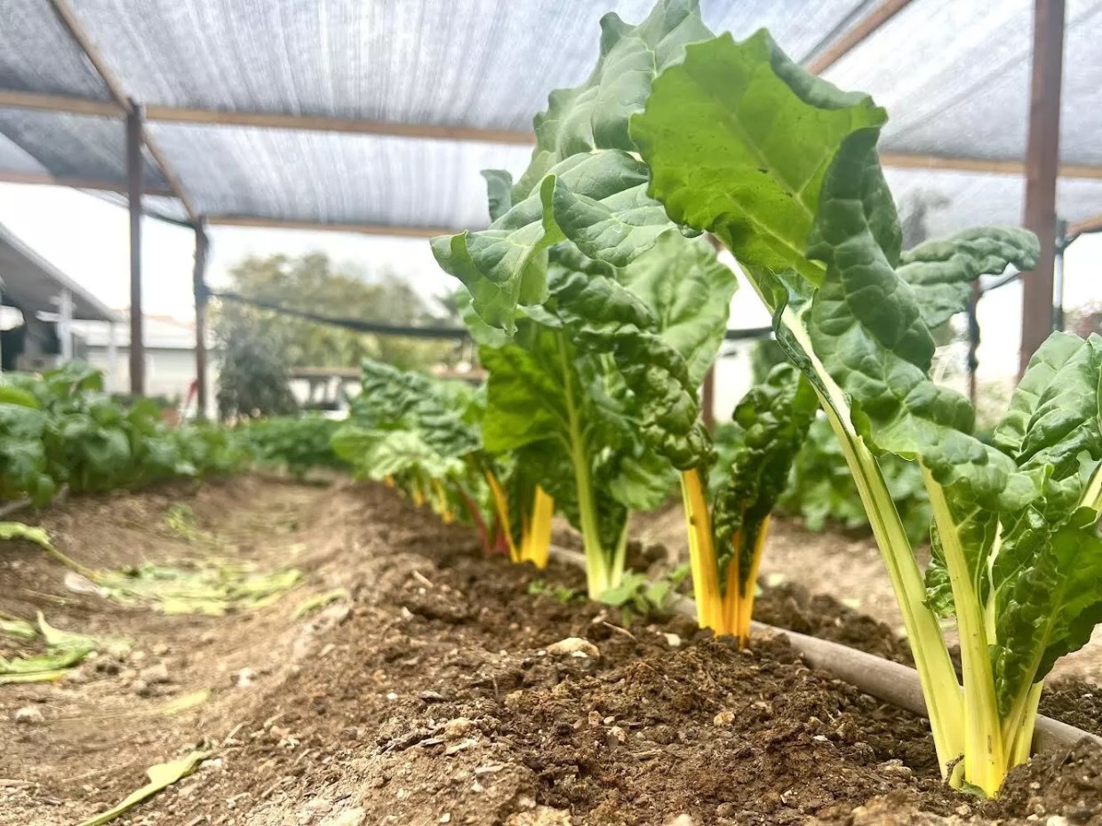 What fewer farms and aging farmers means for Arizona’s food system